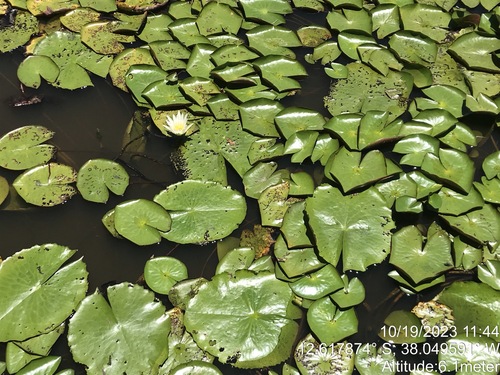 Image of Nymphaea pulchella by (c) vitordematos12, some rights reserved (CC BY-SA)