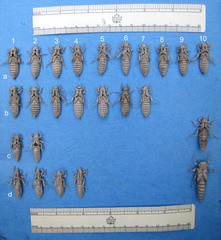 Ophiogomphus colubrinus