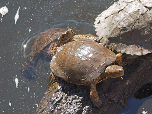 Southwestern Pond Turtle