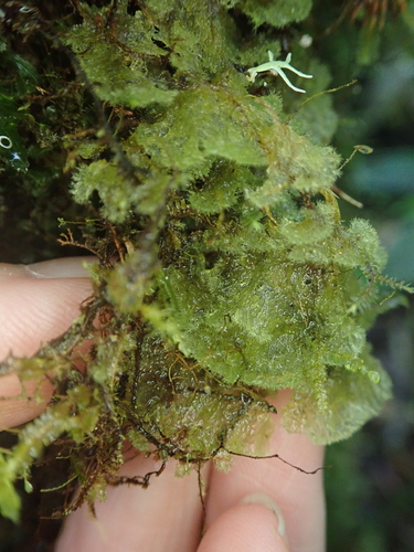 Leiomitra merrillana