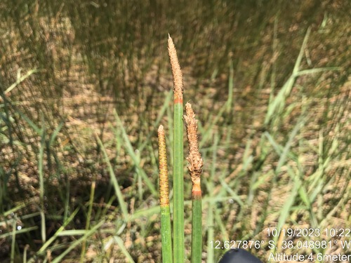 Image of Eleocharis interstincta by (c) vitordematos12, some rights reserved (CC BY-SA)