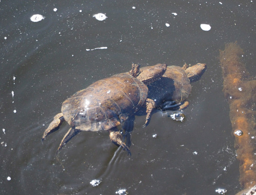 Southwestern Pond Turtle