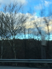 Platanus occidentalis