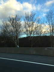 Platanus occidentalis