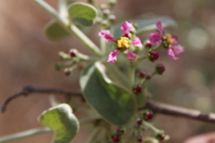 Malpighia mexicana