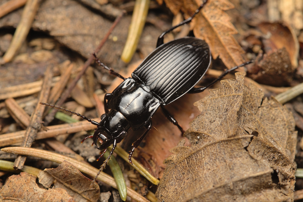 Abax parallelus