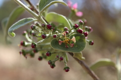 Malpighia mexicana