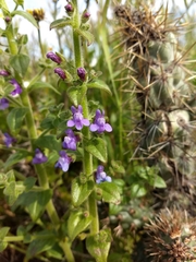 Sairocarpus nuttallianus