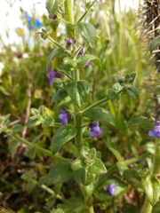 Sairocarpus nuttallianus