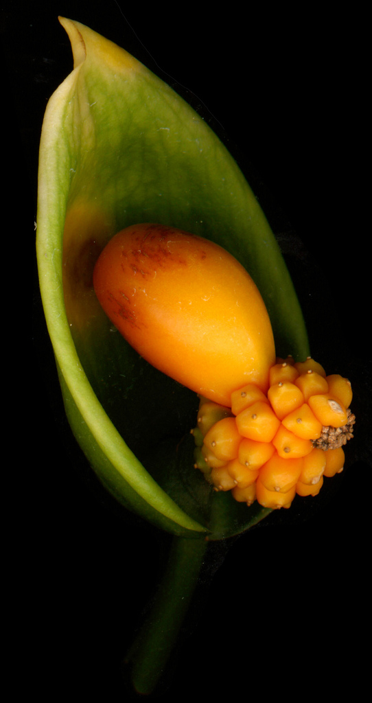 Nephthytis