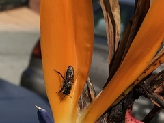 Apis mellifera