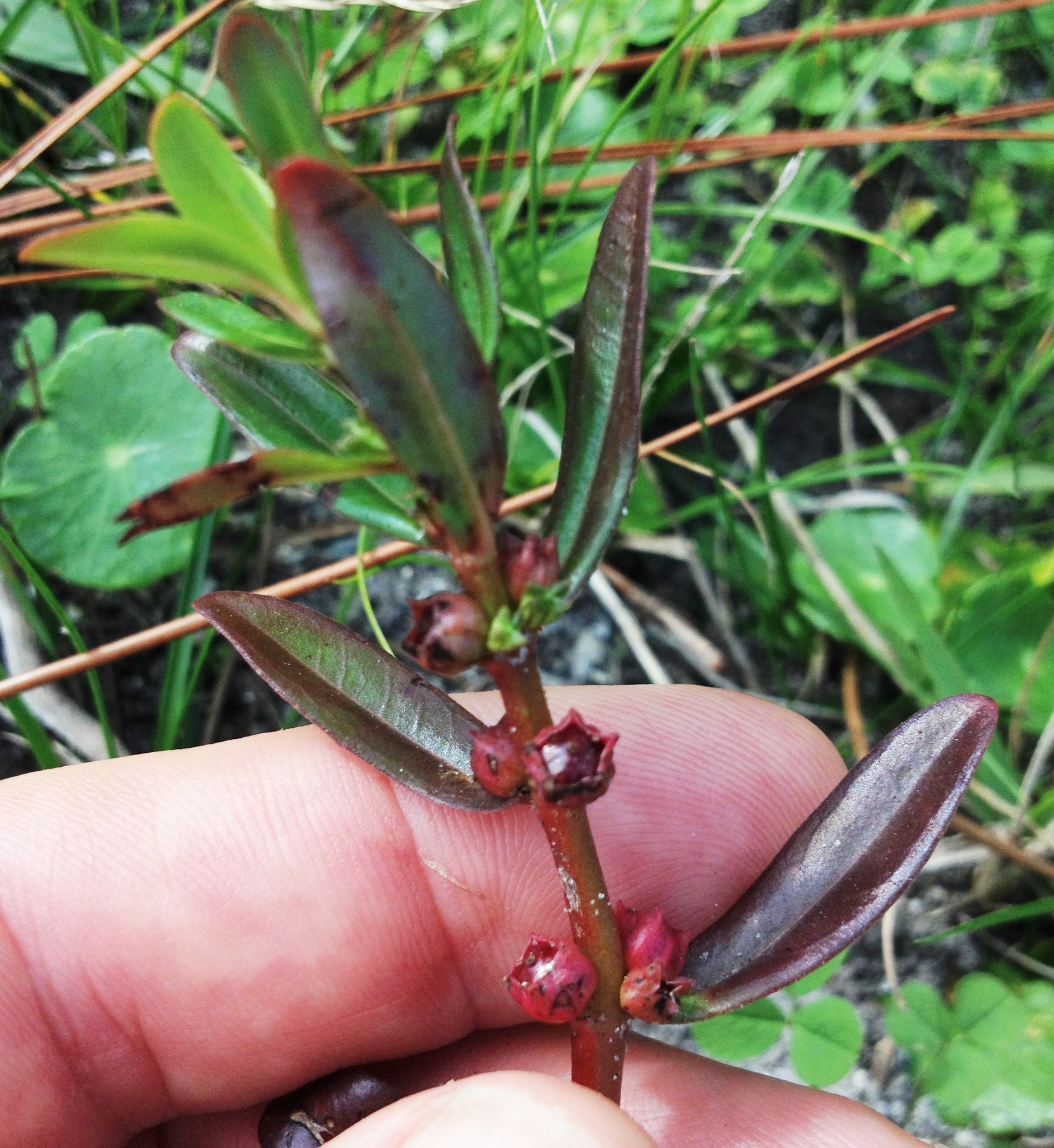 Ammannia latifolia