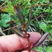 Ammannia latifolia - Photo (c) Eric M Powell, osa oikeuksista pidätetään (CC BY-NC), lähettänyt Eric M Powell
