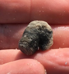 Schizoporella pungens