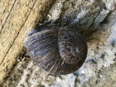 Cornu aspersum