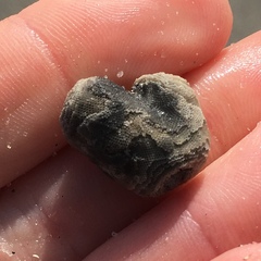 Schizoporella pungens