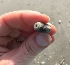 Schizoporella pungens