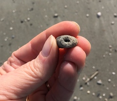 Schizoporella pungens