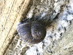 Cornu aspersum