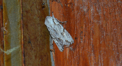 Egira crucialis