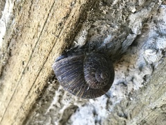 Cornu aspersum