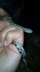 Hypsiglena ochrorhynchus