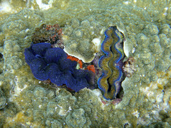 Tridacna crocea