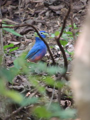 Passerina rositae