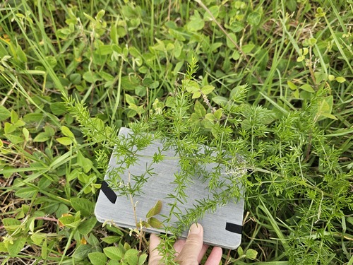 Asparagus aethiopicus observed 2023-10-17