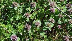 Lamium purpureum purpureum