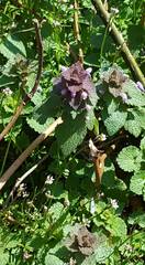 Lamium purpureum purpureum