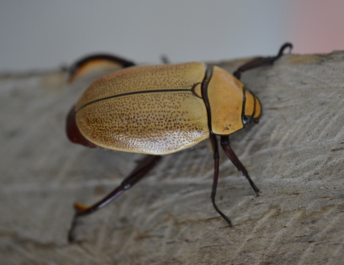 Heterosternus buprestoides · iNaturalist