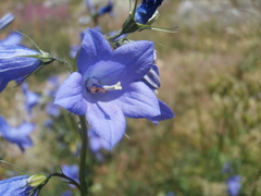 Campanula rhomboidalis