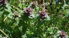 Lamium purpureum purpureum