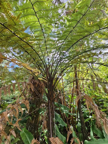 Dicksonia squarrosa observed 2023-10-18
