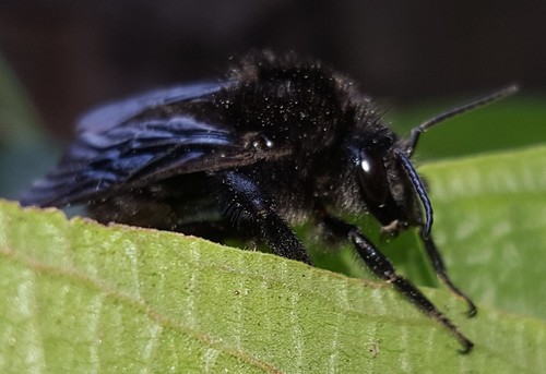 Bombus morio photo 3