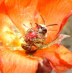 Andrena sphaeralceae