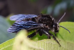Bombus morio