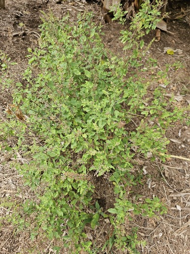 Ocimum tenuiflorum observed 2023-10-18