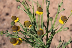 Helenium mexicanum