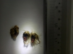 Ipomoea teotitlanica