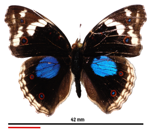 Blue-spot Pansy