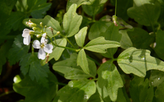 Cardamine angulata