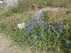Campanula rhomboidalis
