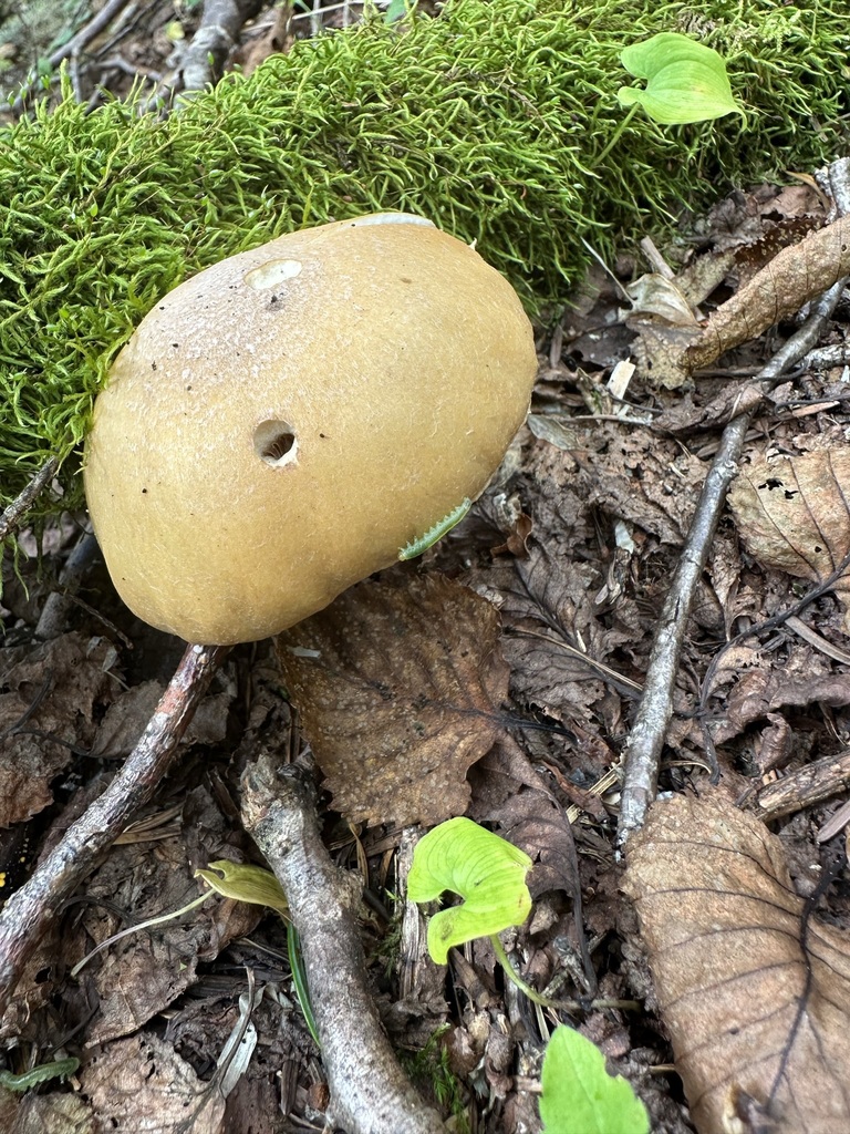 Cortinarius caperatus · September 2023 · photo: © kishimoto_toshio (iNaturalist, cc-by)