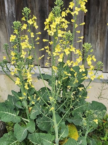 Brassica oleracea