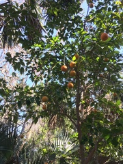 Citrus × aurantium