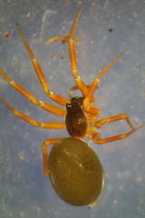 Walckenaeria acuminata