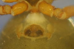 Walckenaeria acuminata