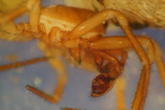 Robertus lividus